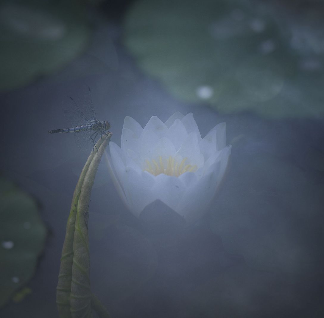 夏荷
