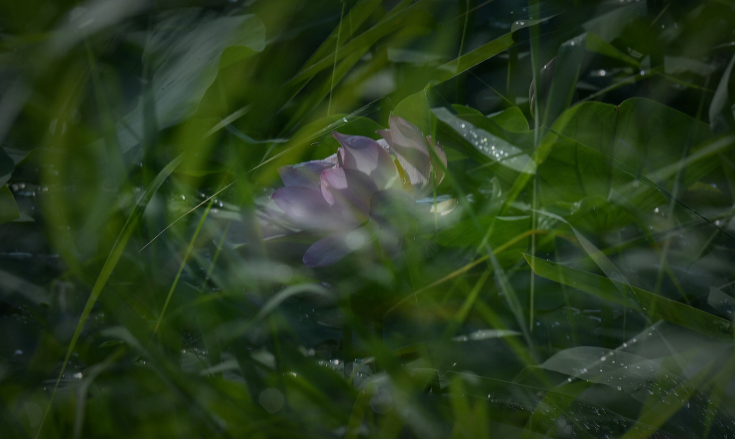 野荷