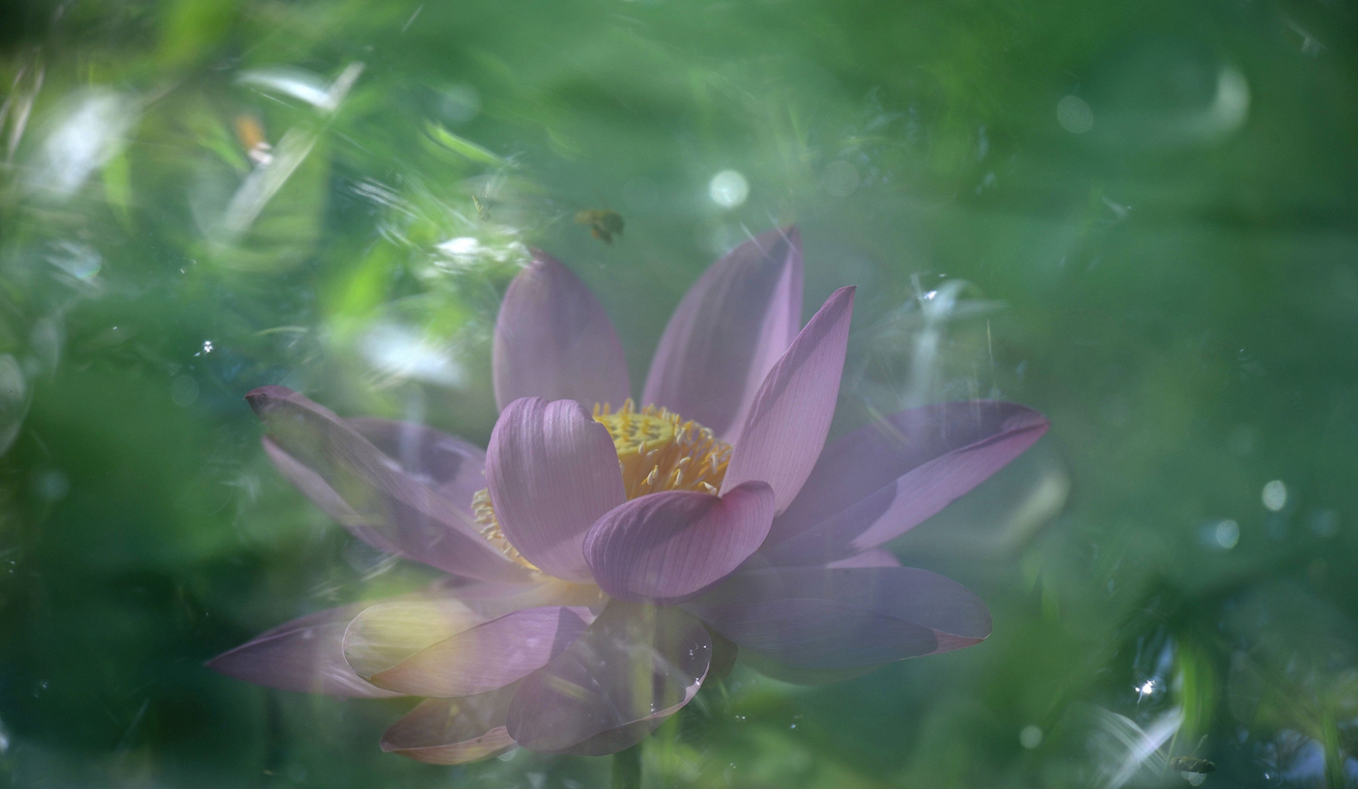 晨曦
