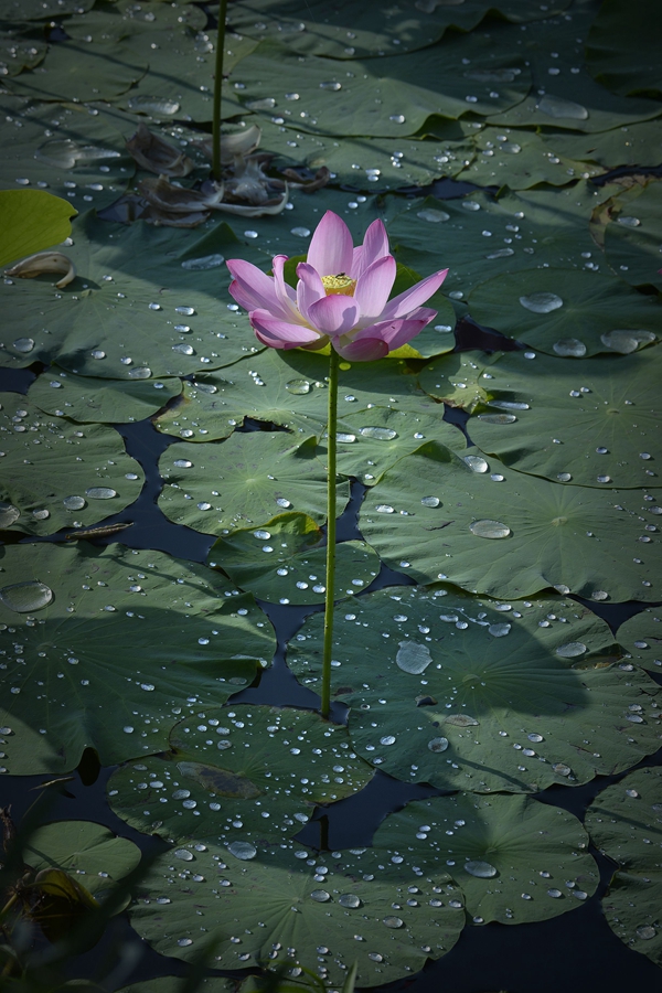 婷婷玉立