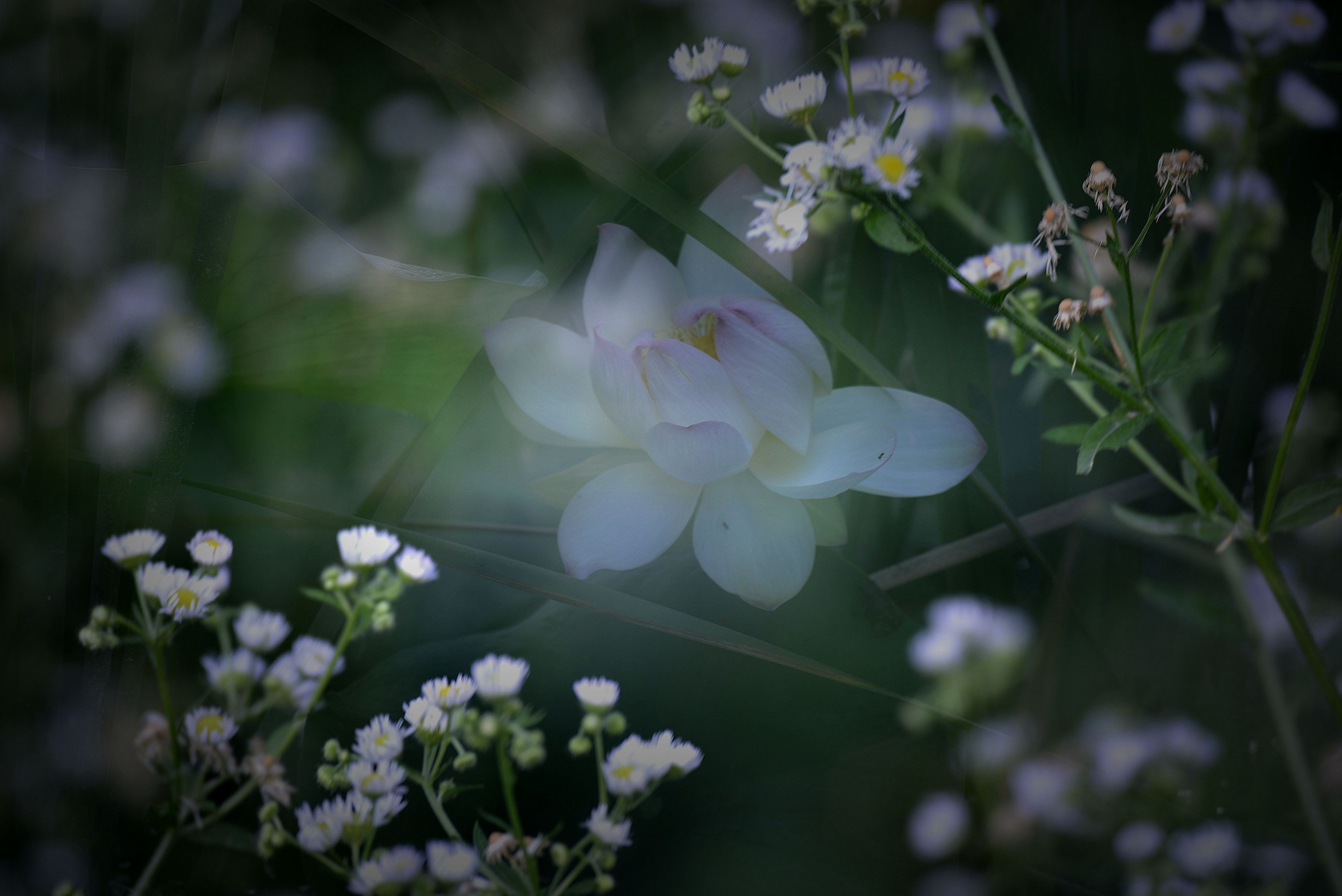 花魂