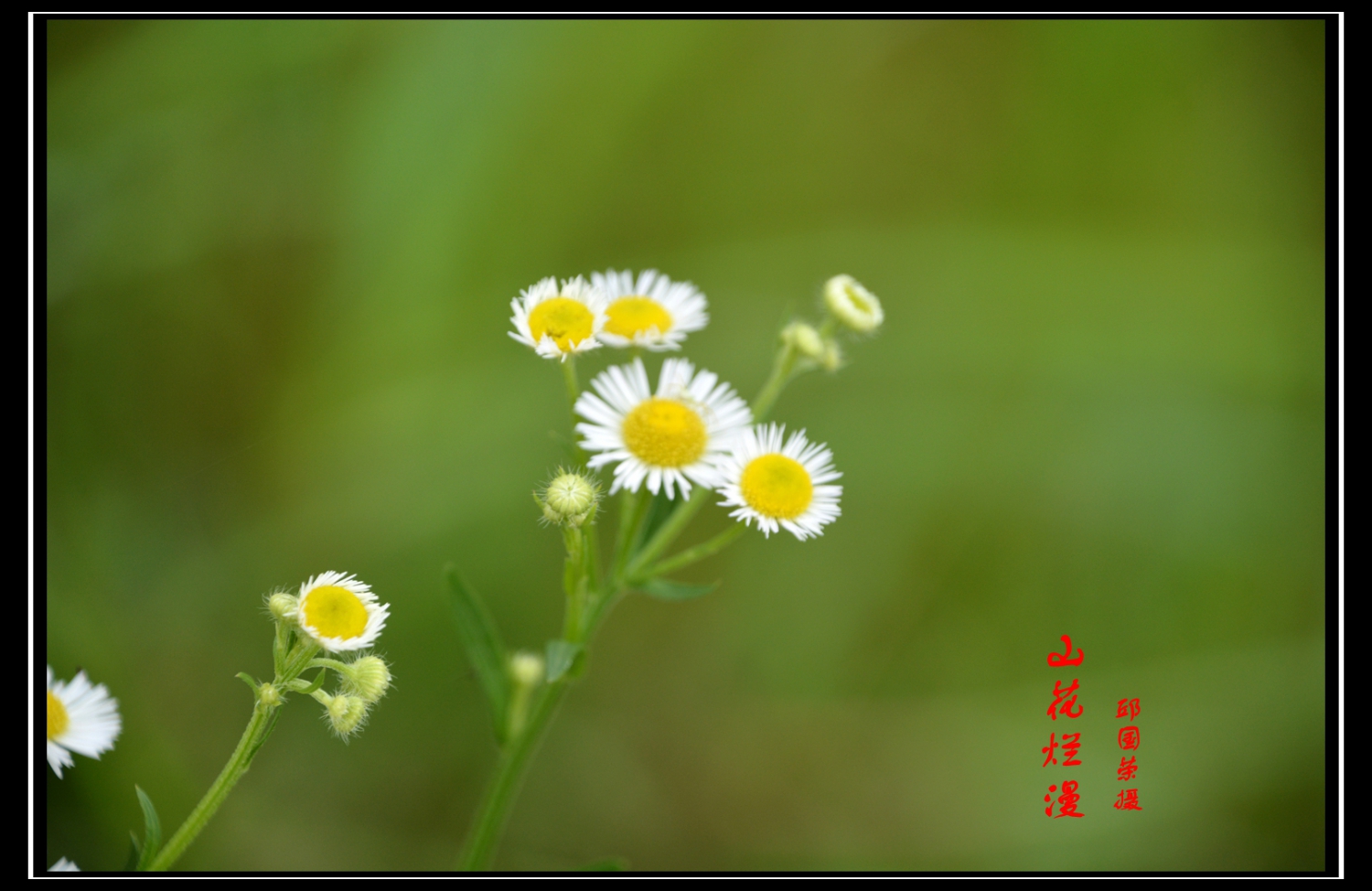 山花烂漫