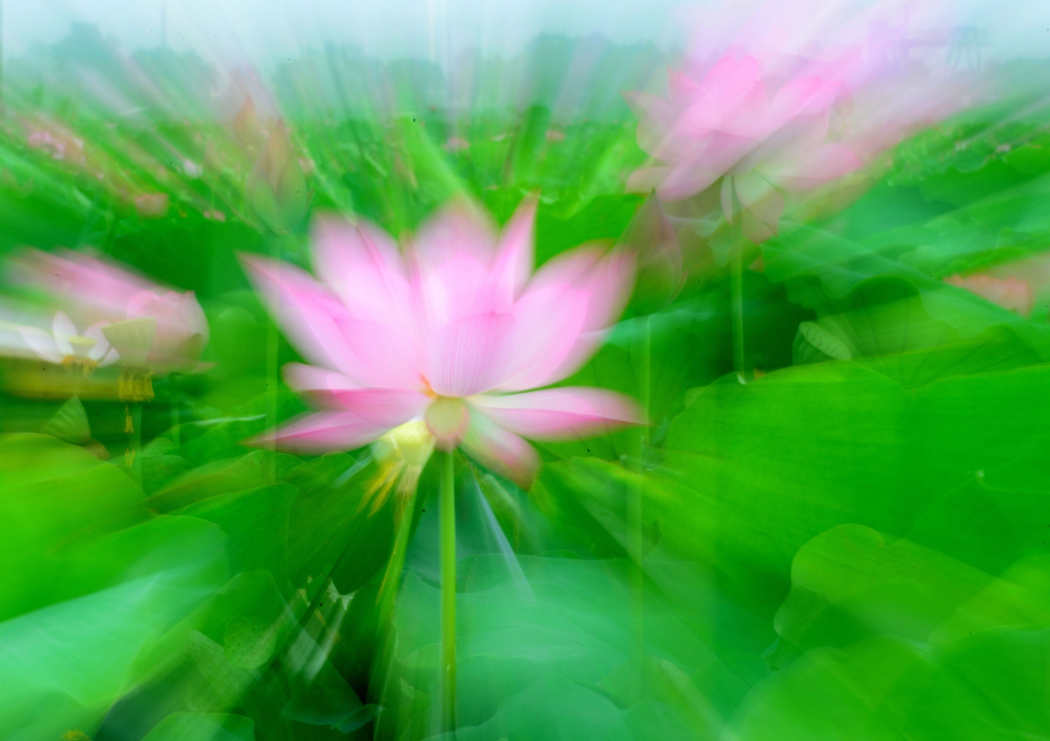 梦荷