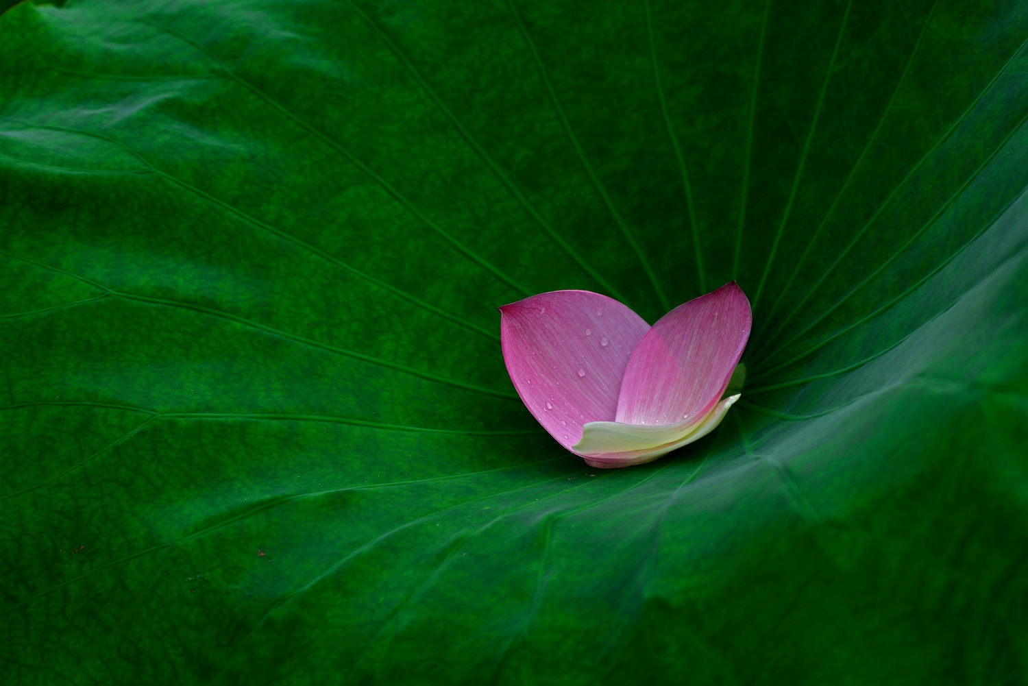 绿叶对花的情谊