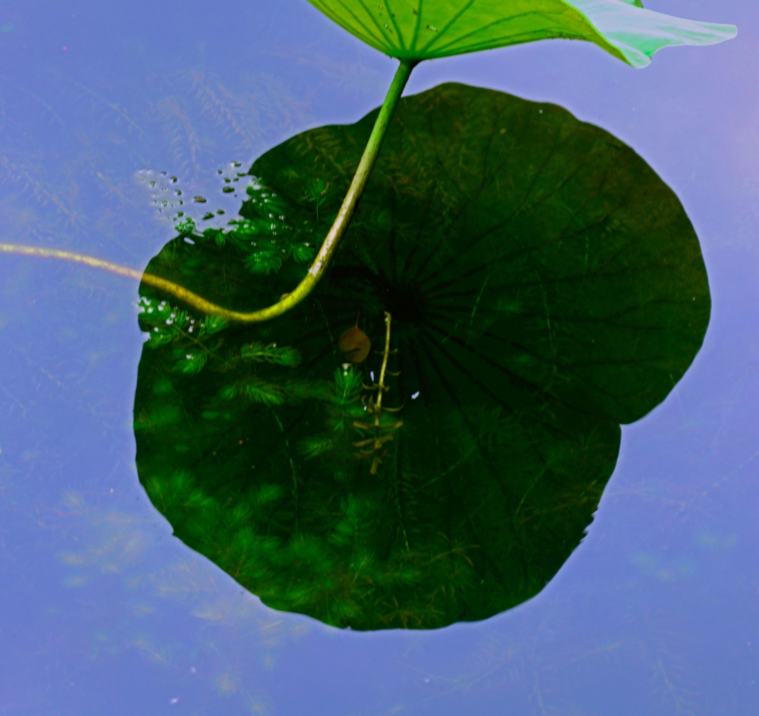 水草柔波