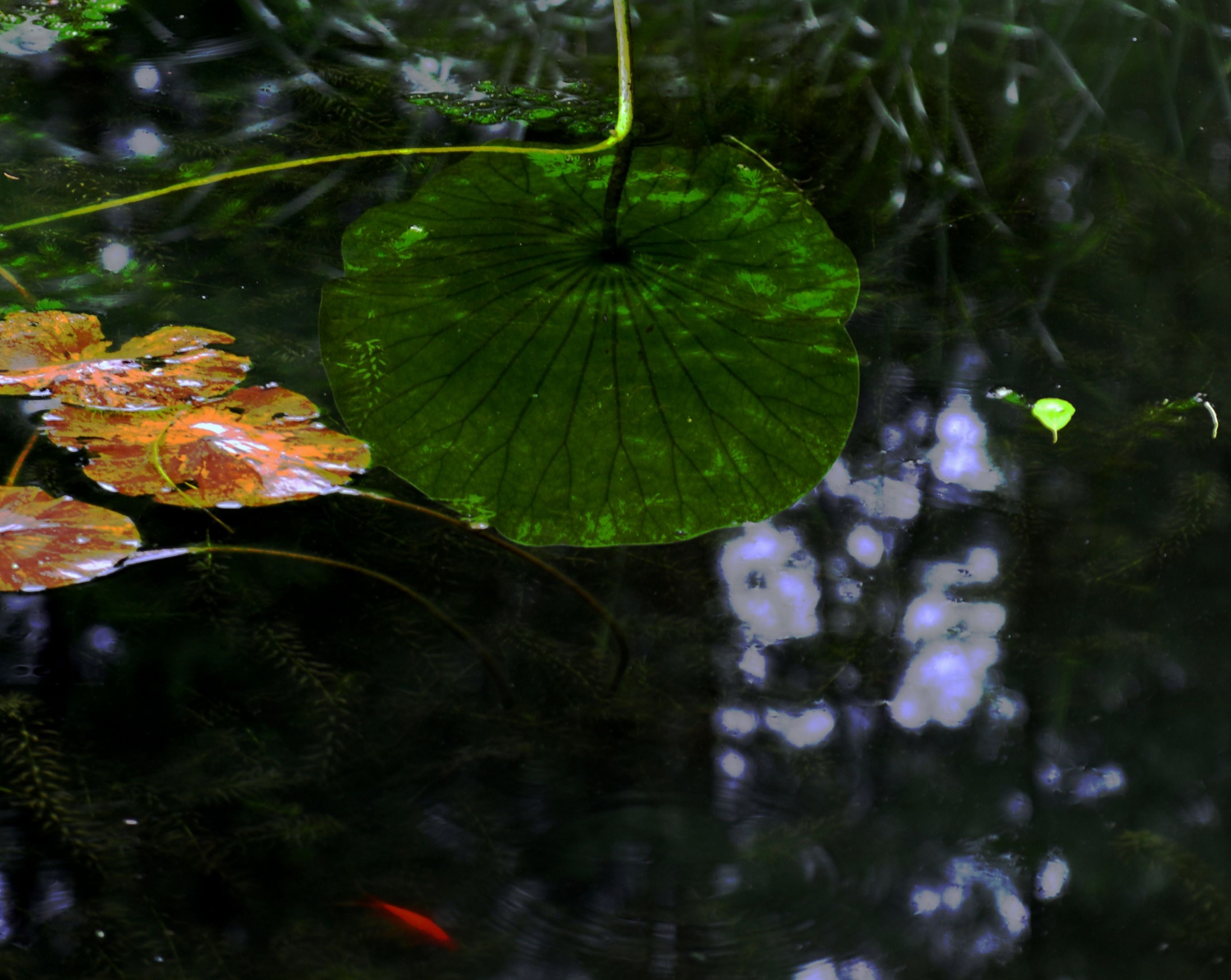 水草柔波2