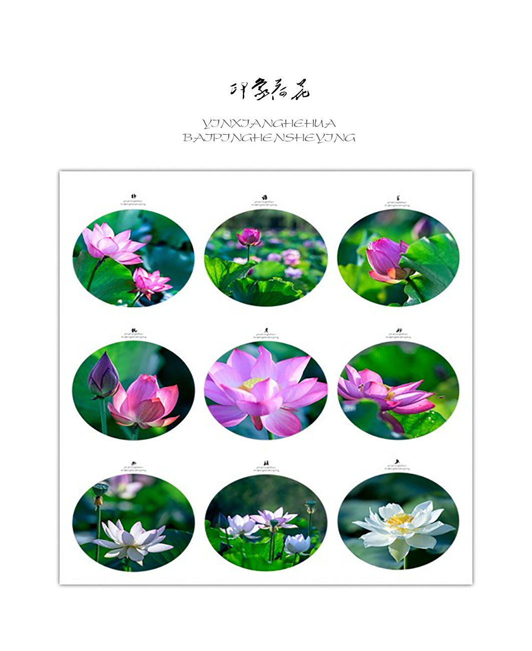 印象荷花