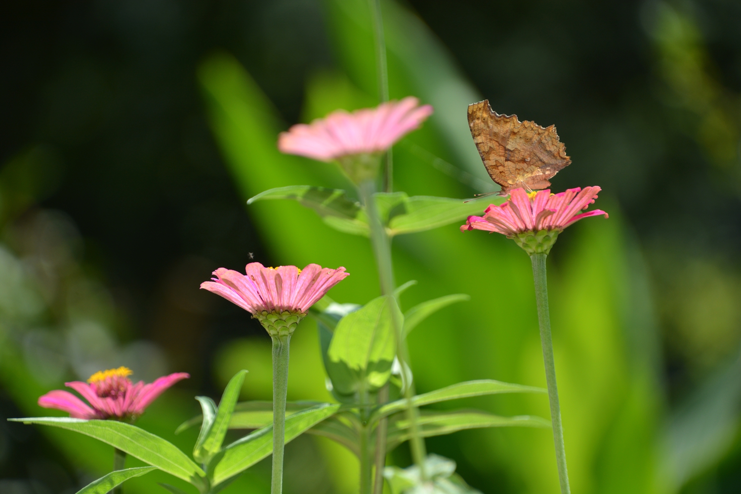 蝶恋花