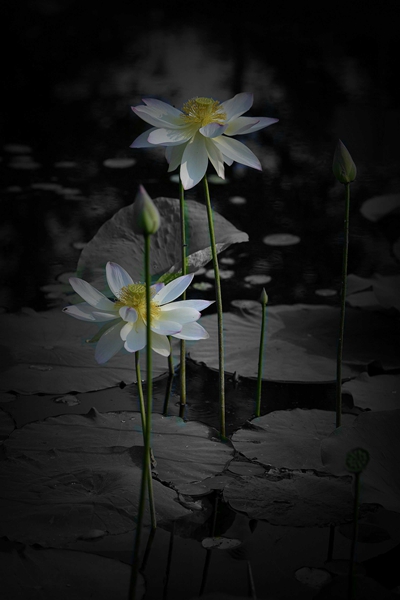 姊妹花
