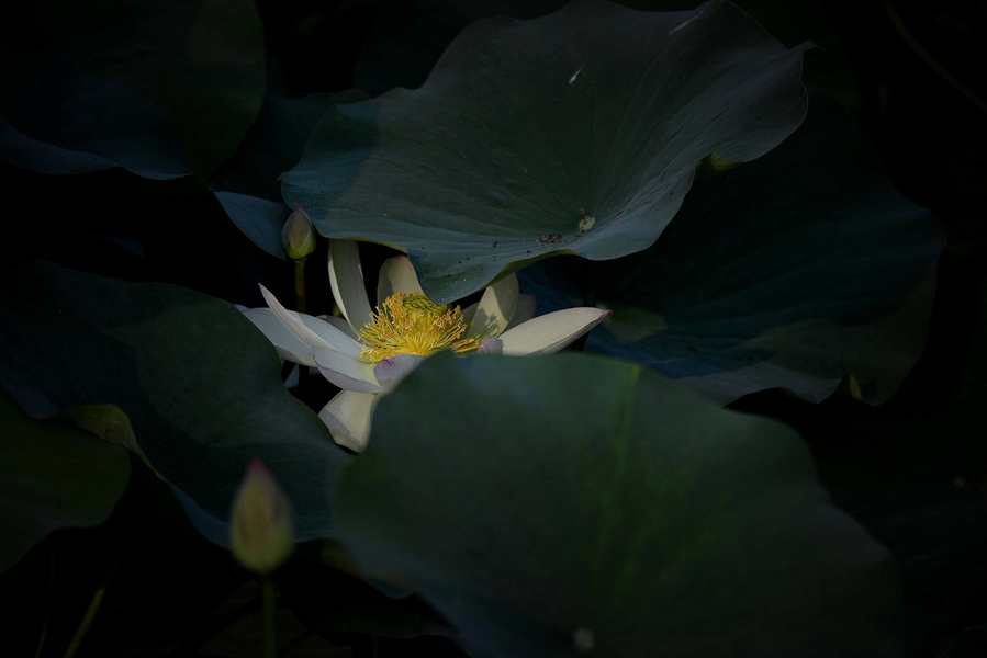 羞涩