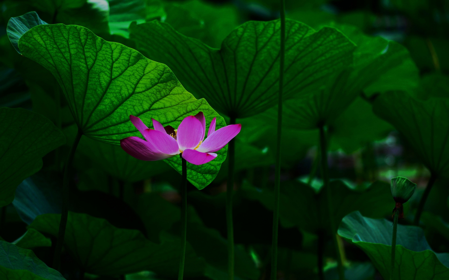 碧叶丛中一枝花