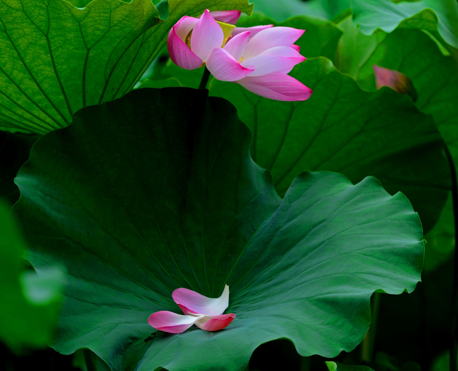 一花一叶总关情
