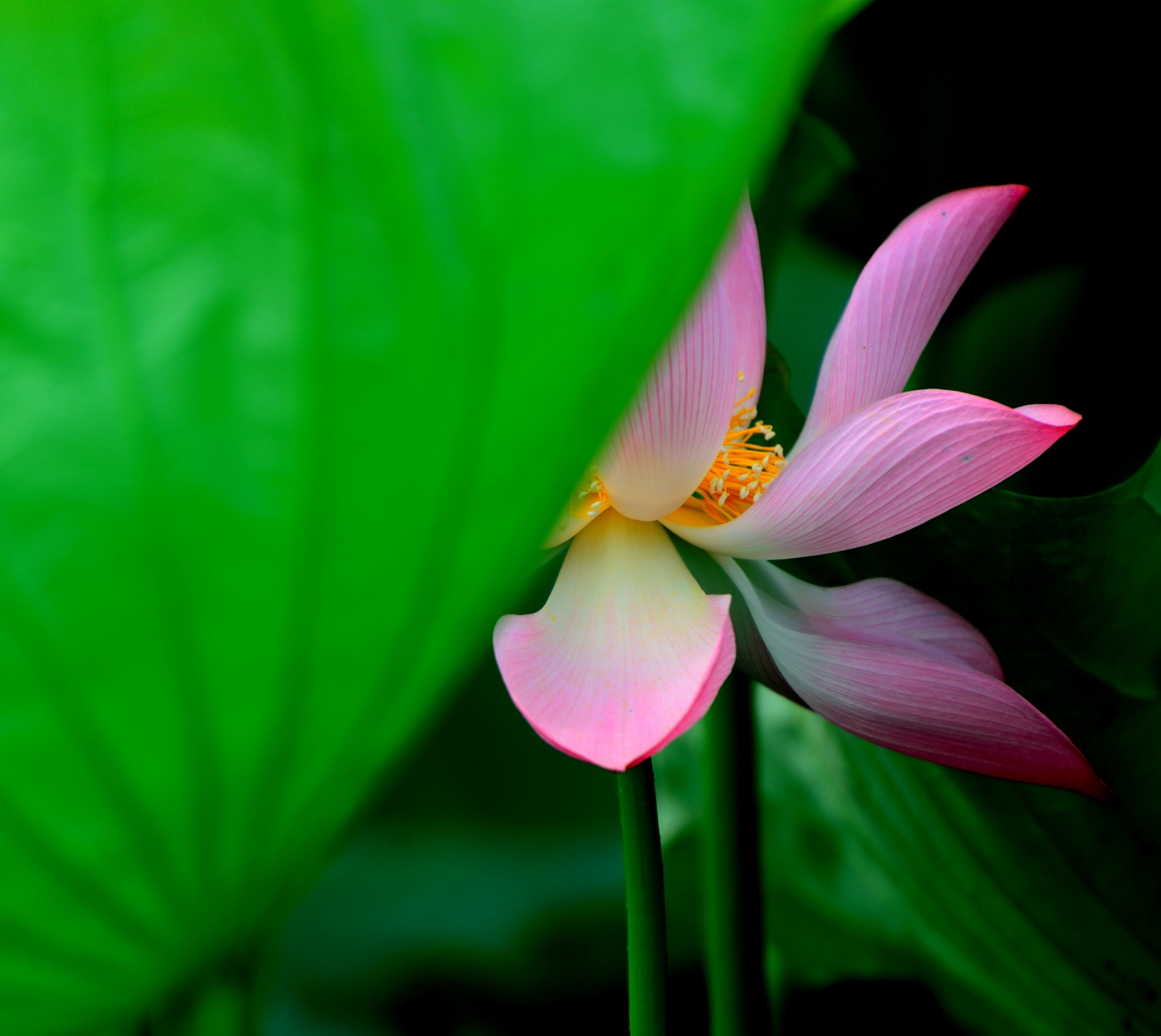 一花一叶总关情5
