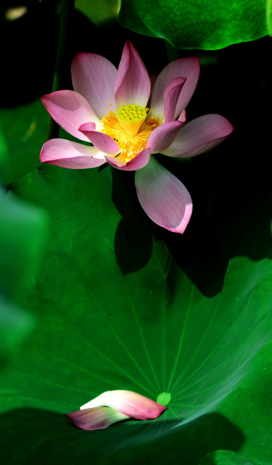 一花一叶总关情4