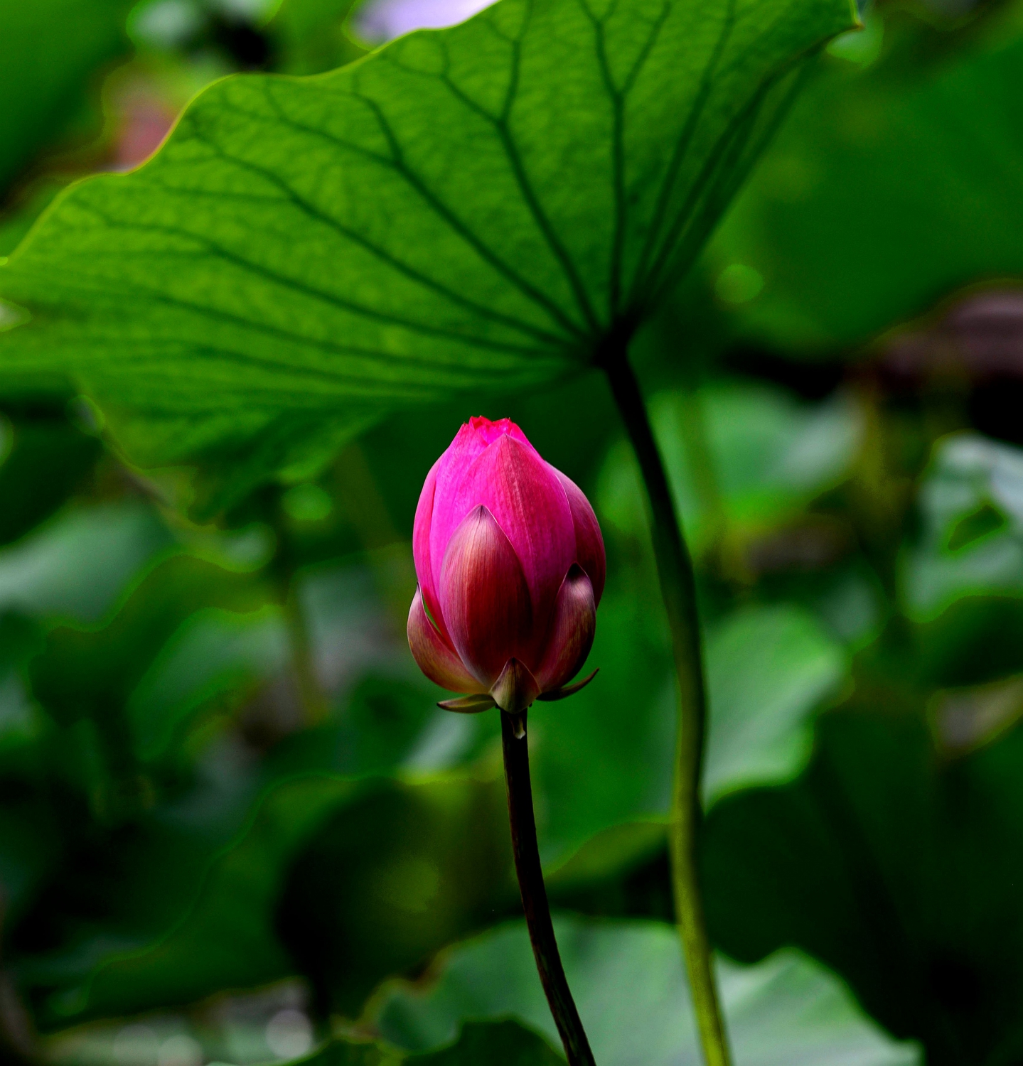 一花一叶总关情3
