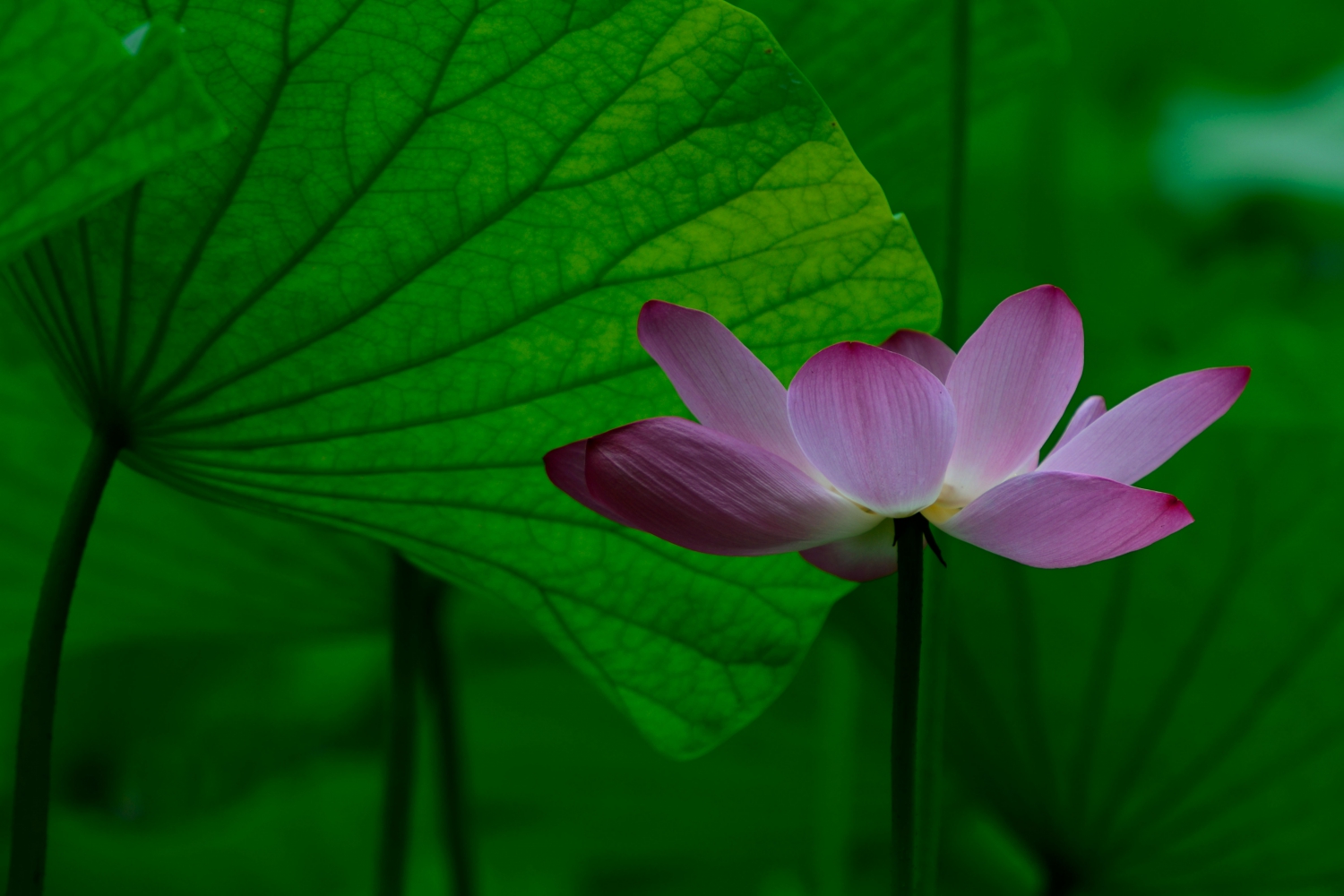 一花一叶总关情2