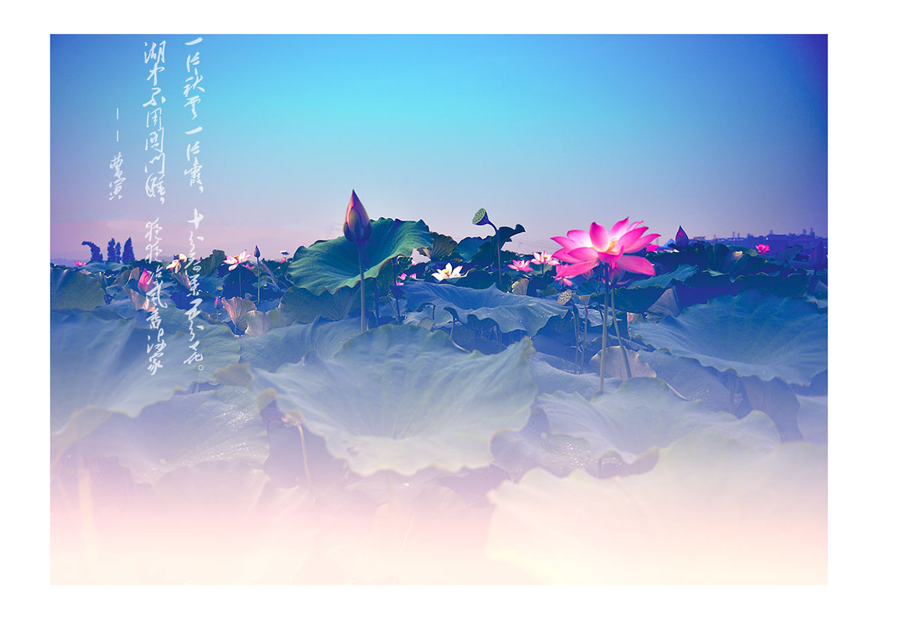 夏荷