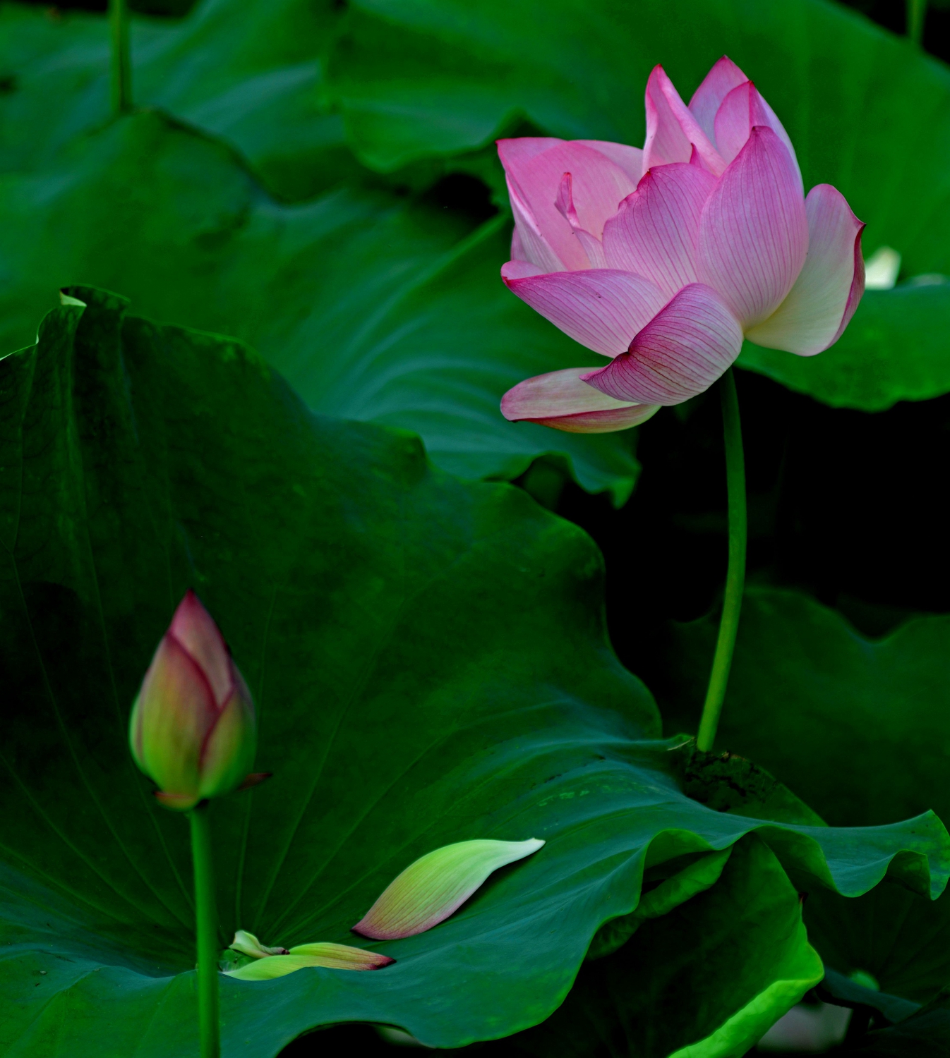 一花一叶总关情7