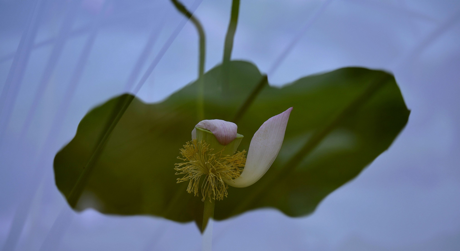 映荷