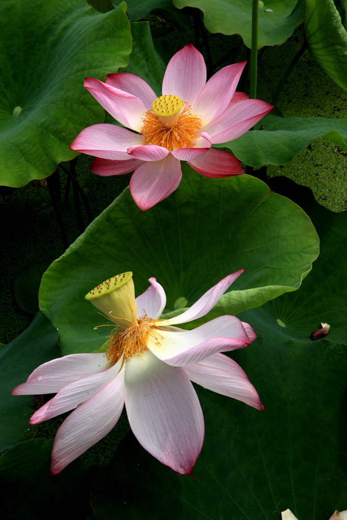夏荷2
