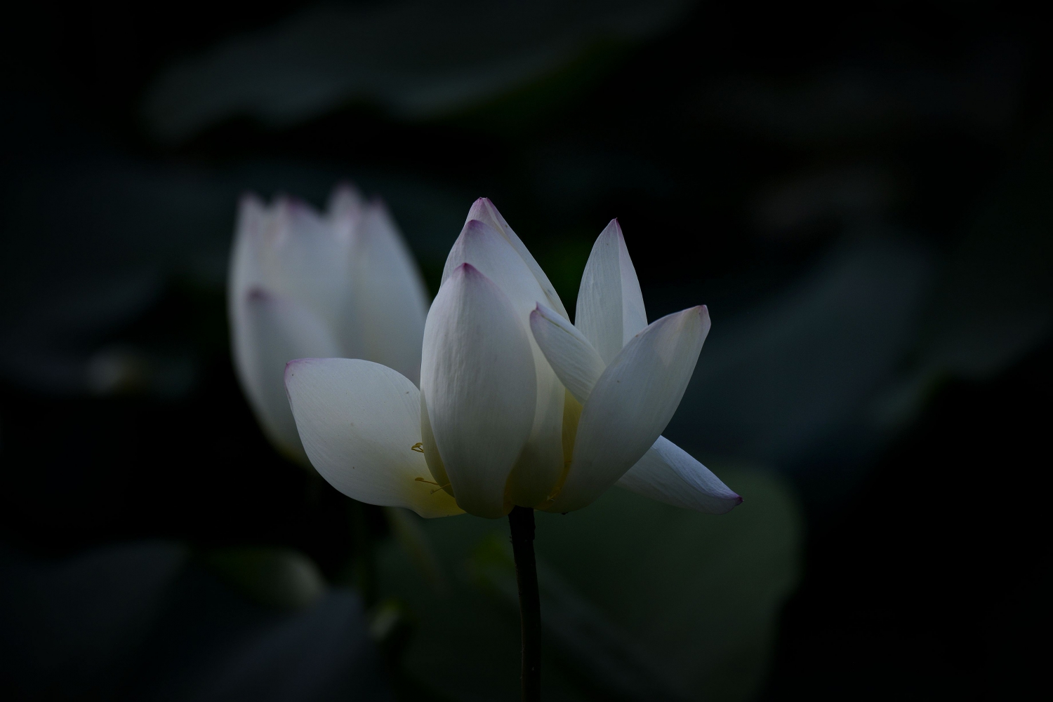 黎明