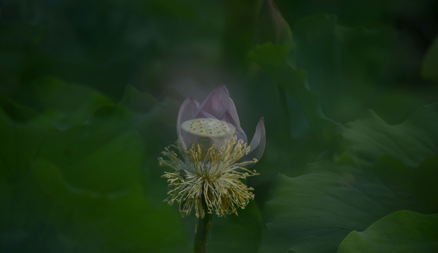 荷之殇2