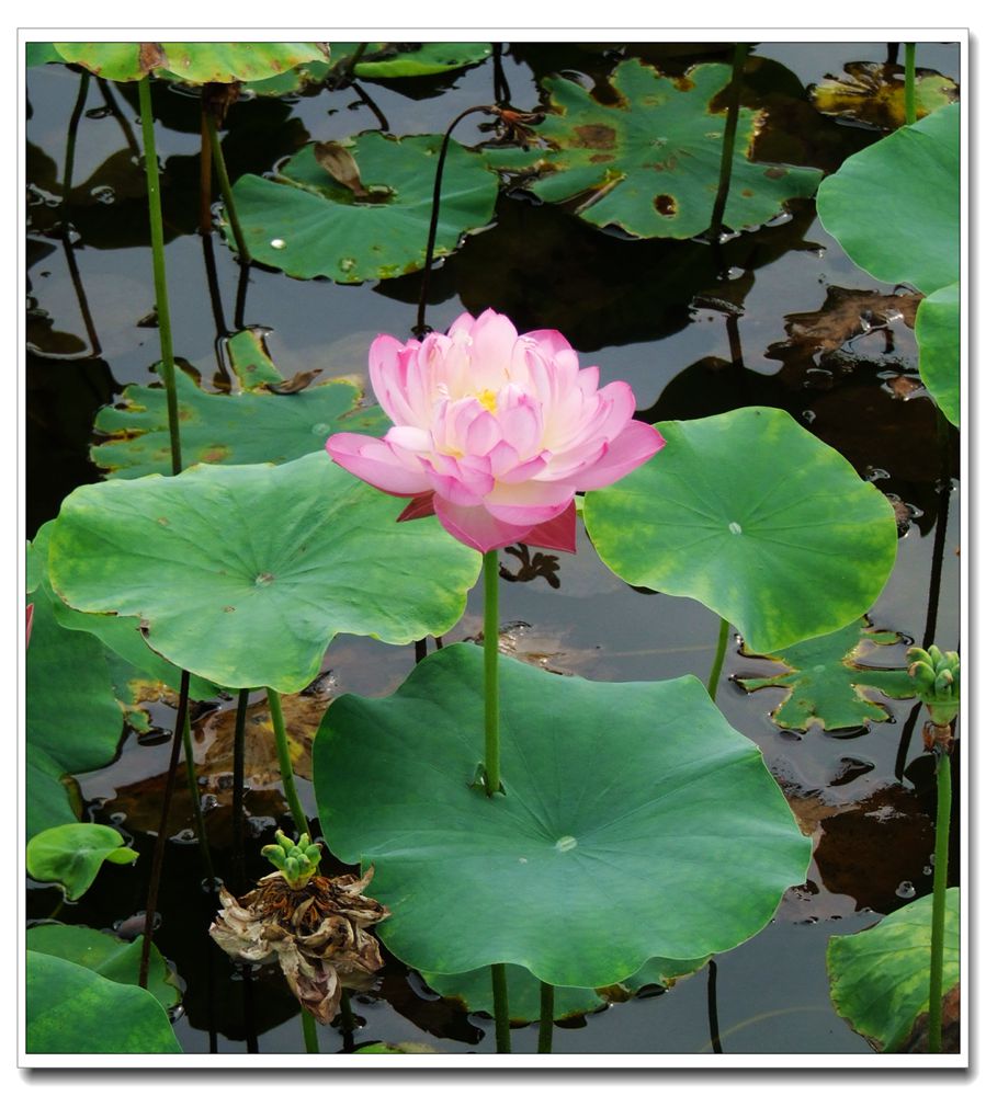 冲天莲花