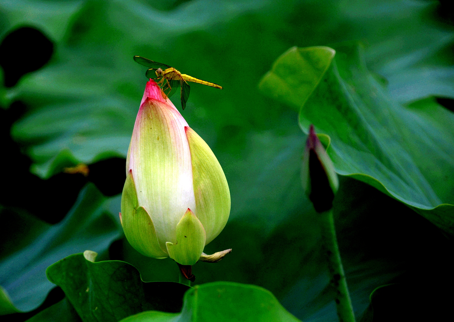 蜻蜒