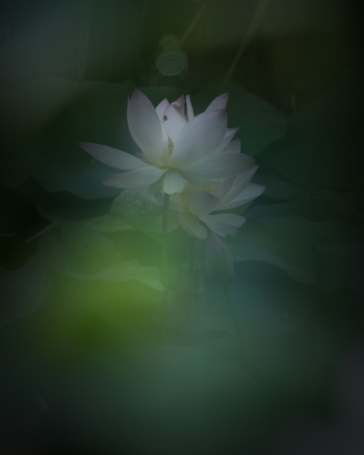 清风荷韵13