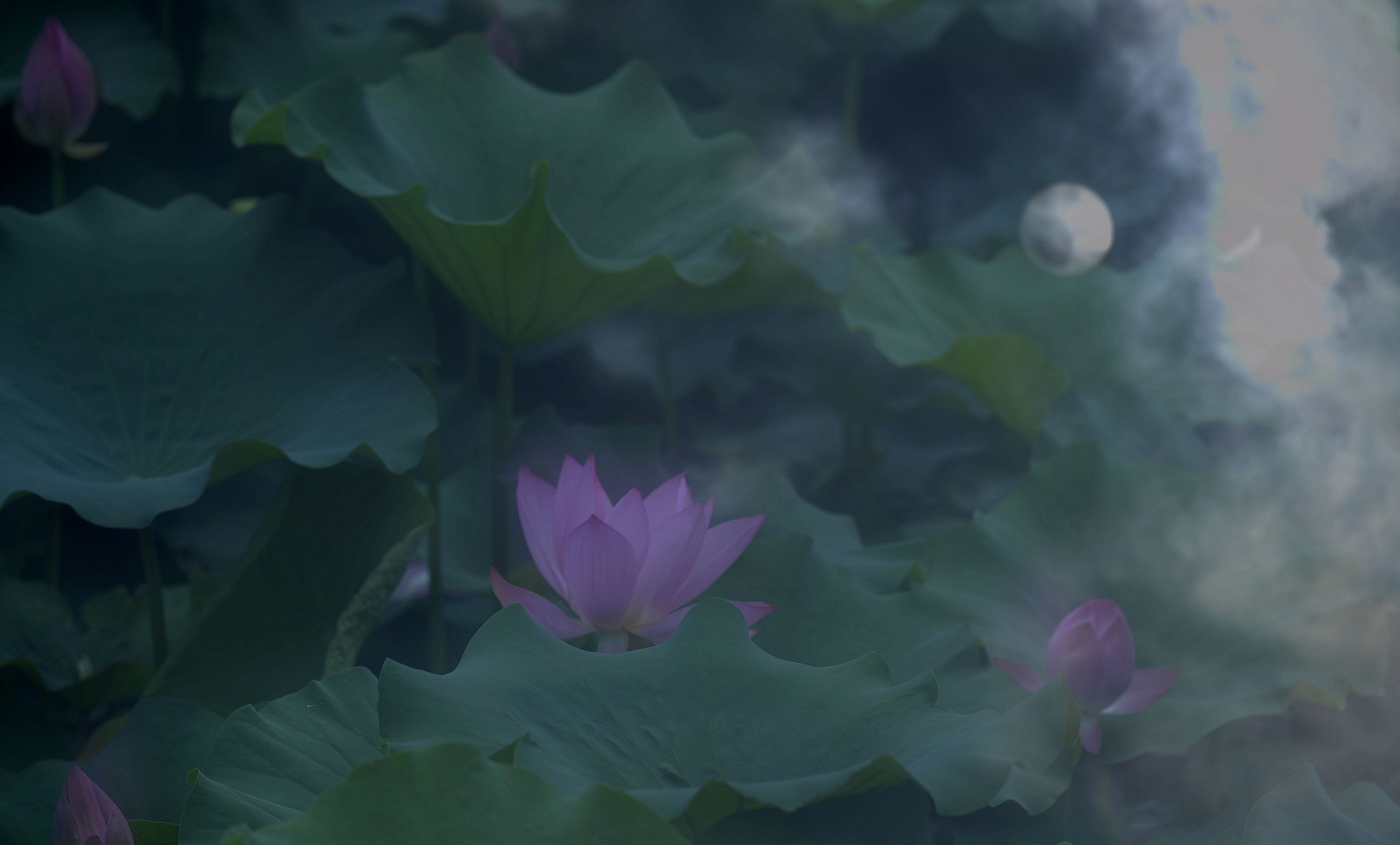 清风荷韵10