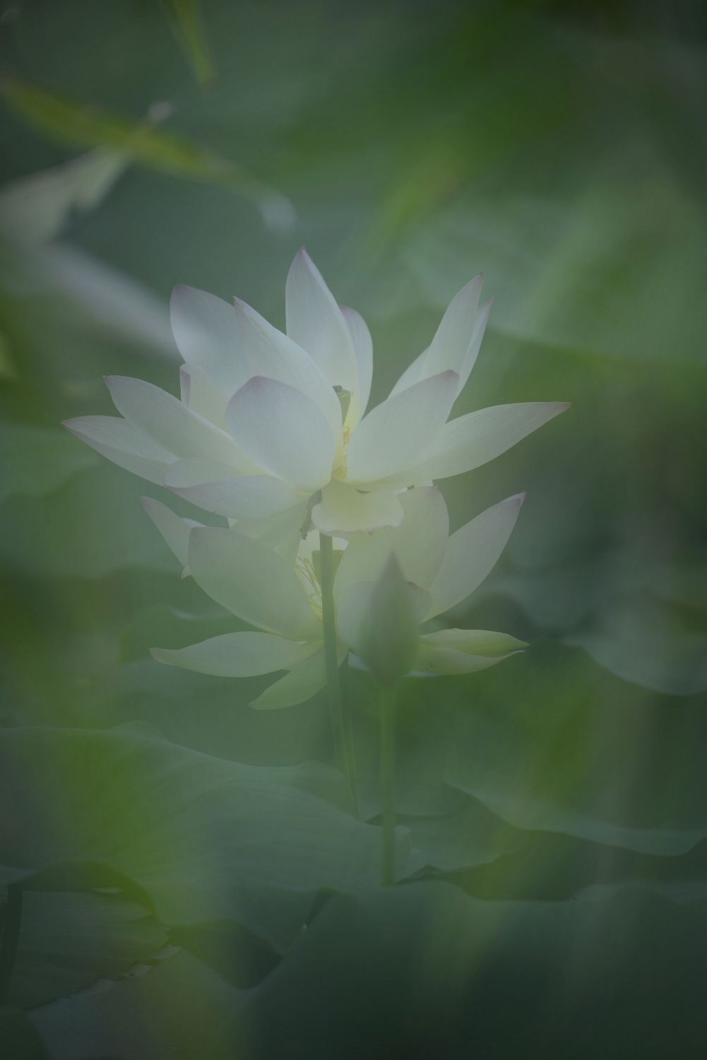 清风荷韵16