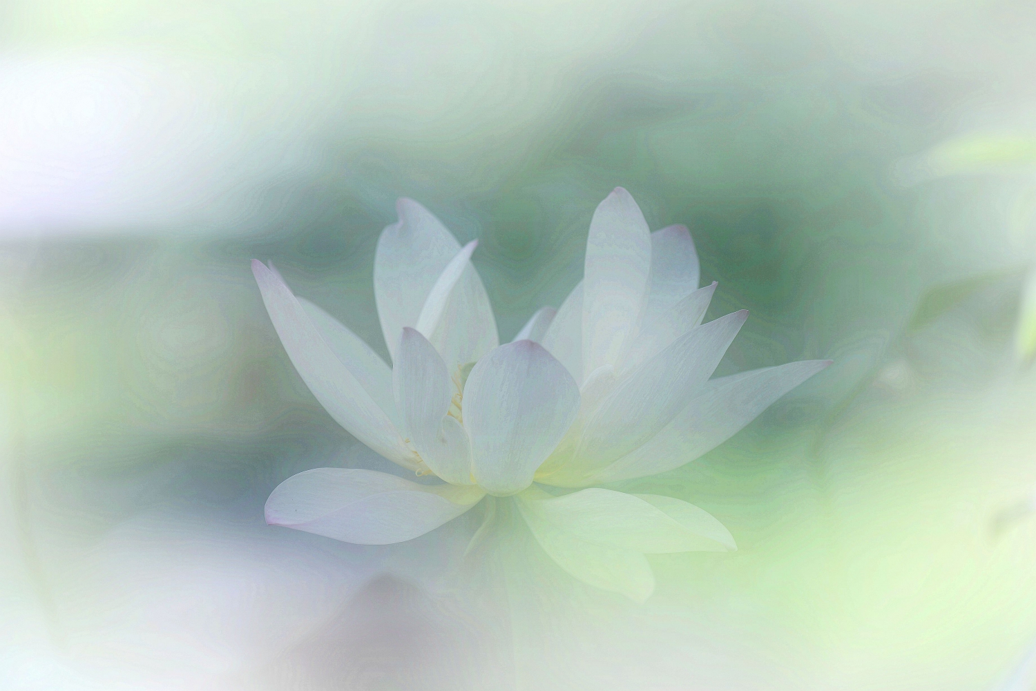 清风荷韵15