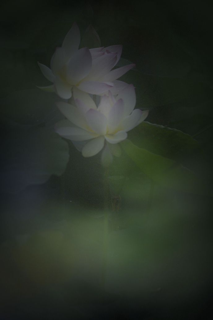 清风荷韵14