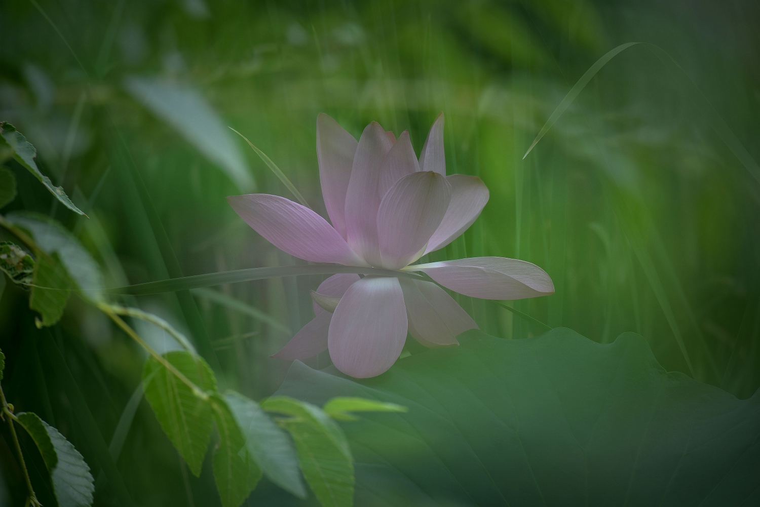 清风荷韵
