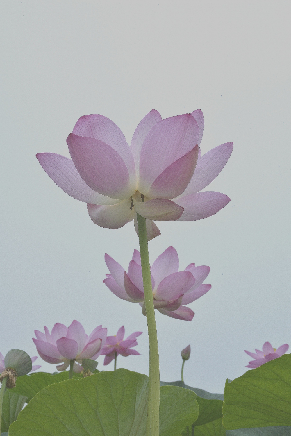 婷婷玉立2