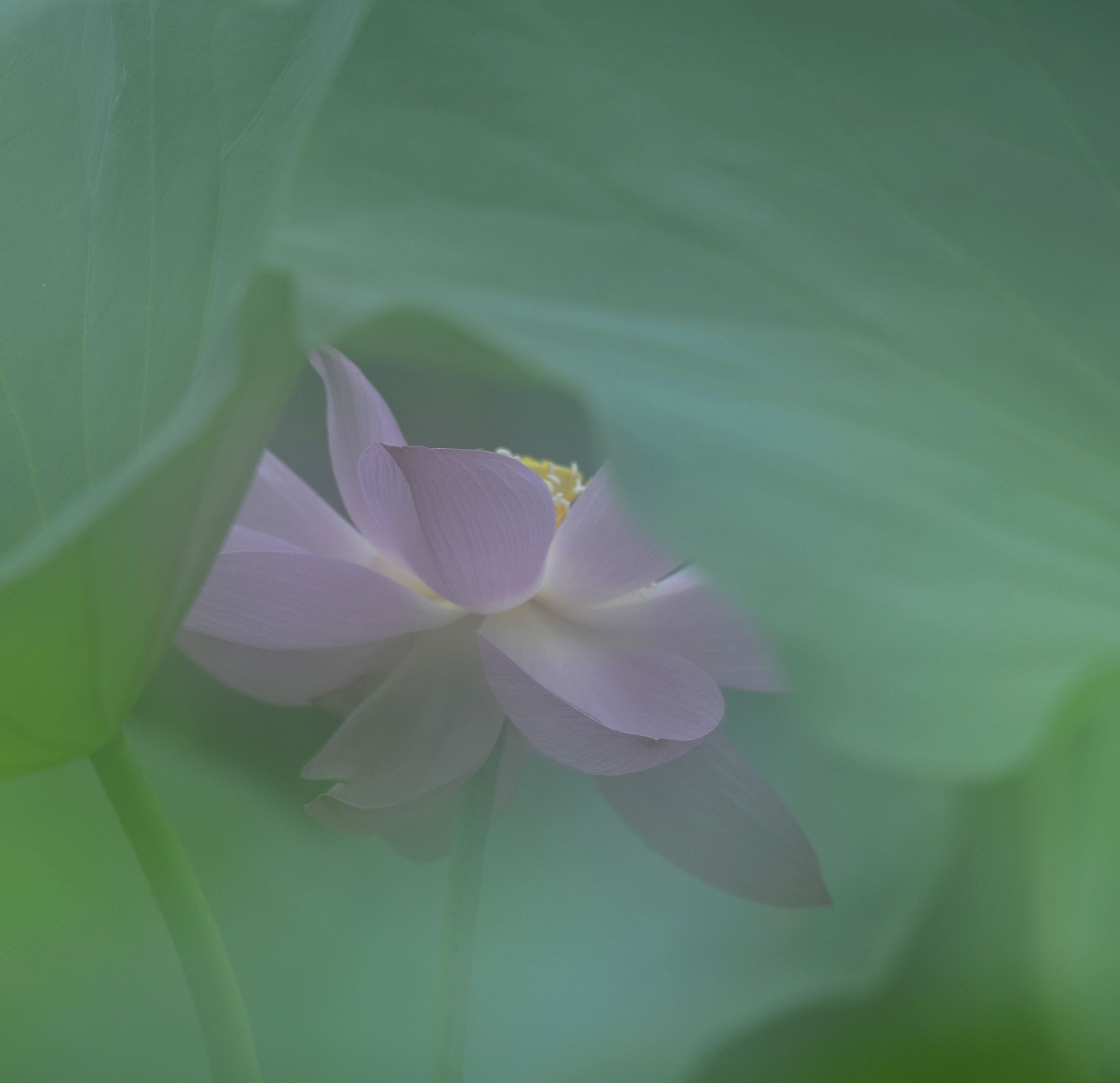 惠风和畅6