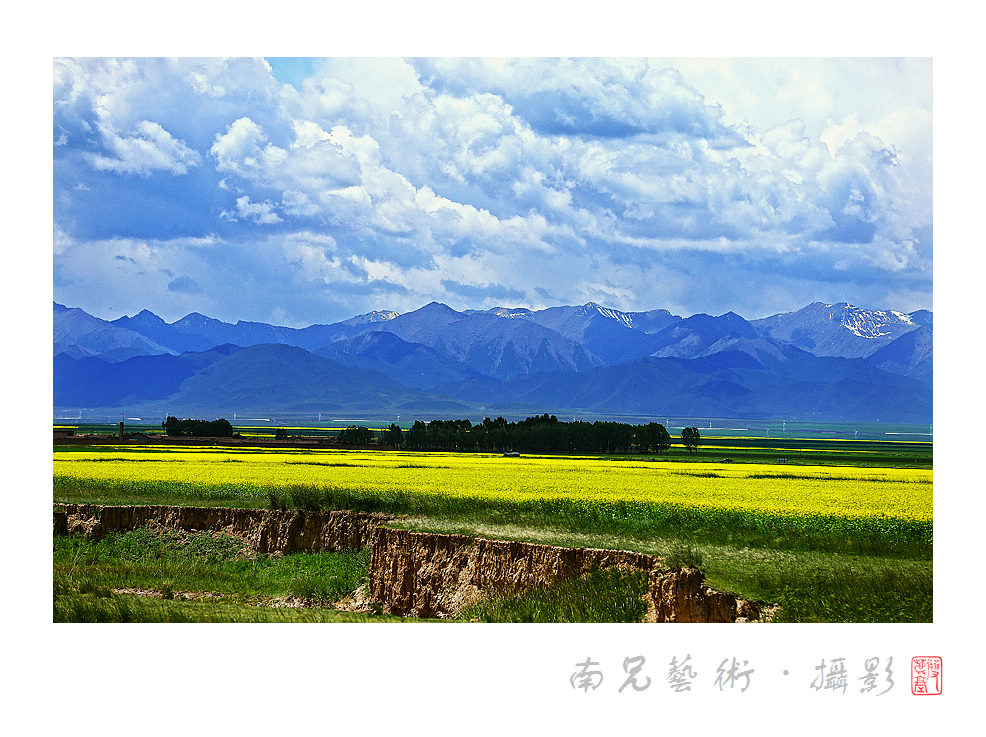 油菜花开时