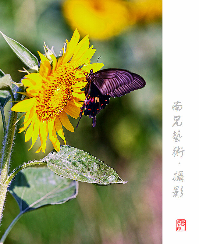 向日葵