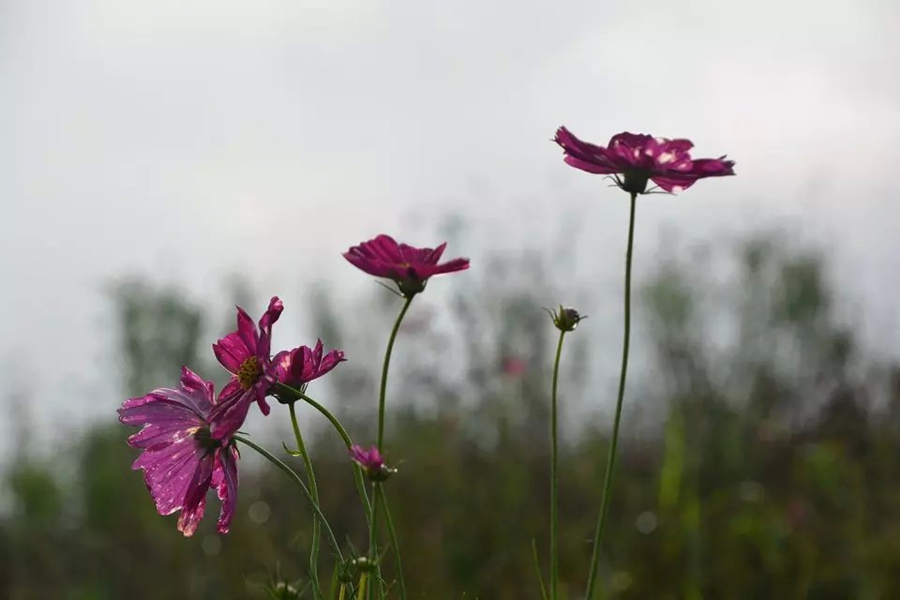 山花烂漫