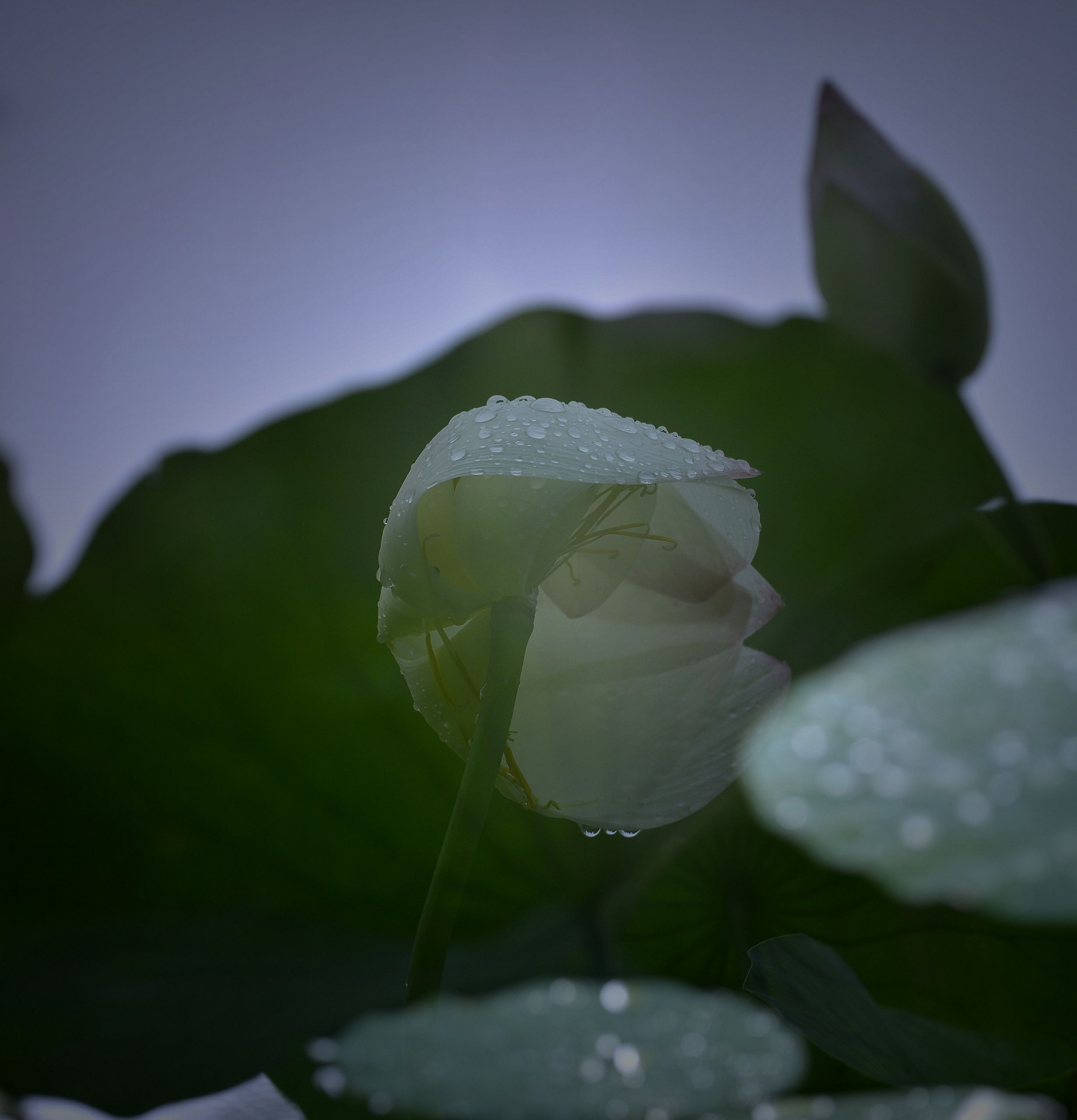 雨荷