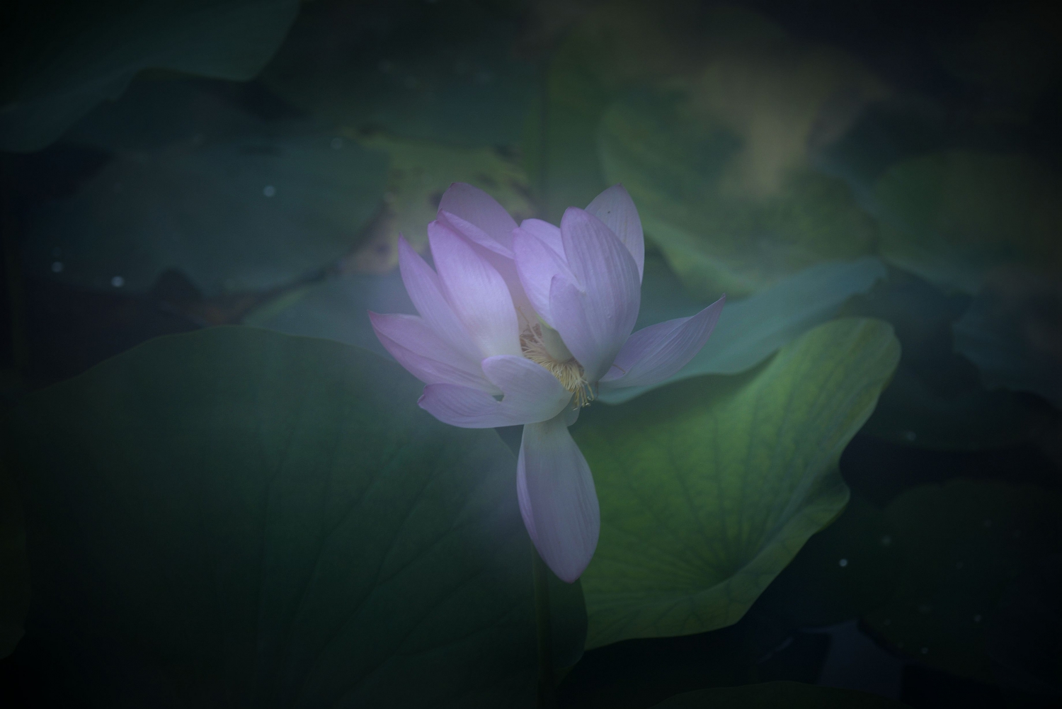 醉梦荷塘5