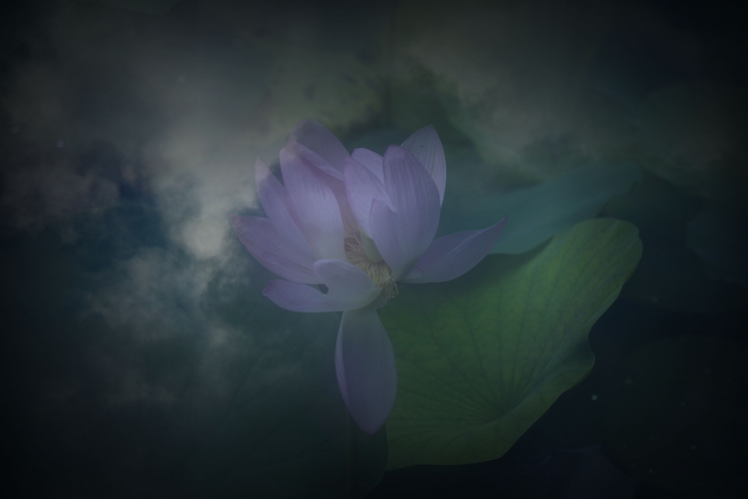 醉梦荷塘8