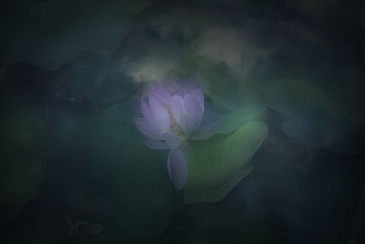 醉梦荷塘6