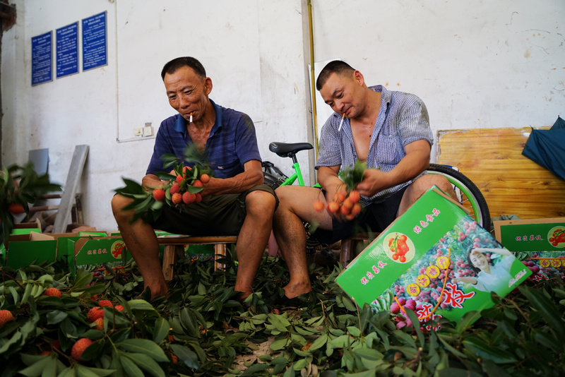 荔枝熟了