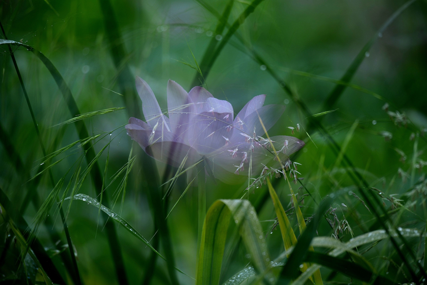 雨中荷-12