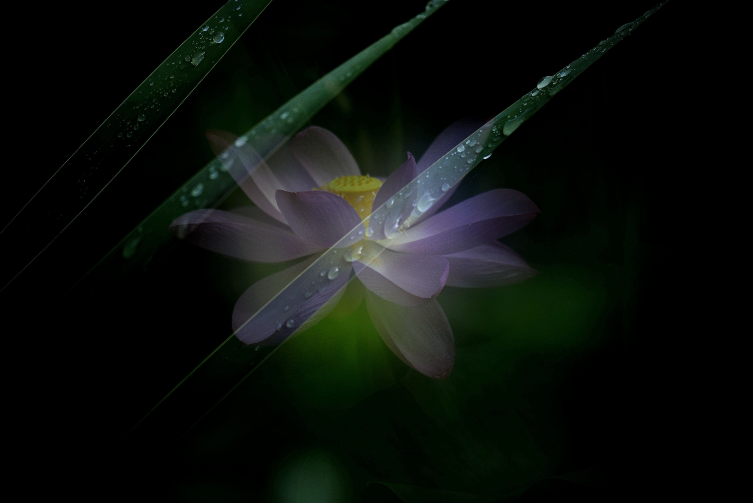 雨中荷-5