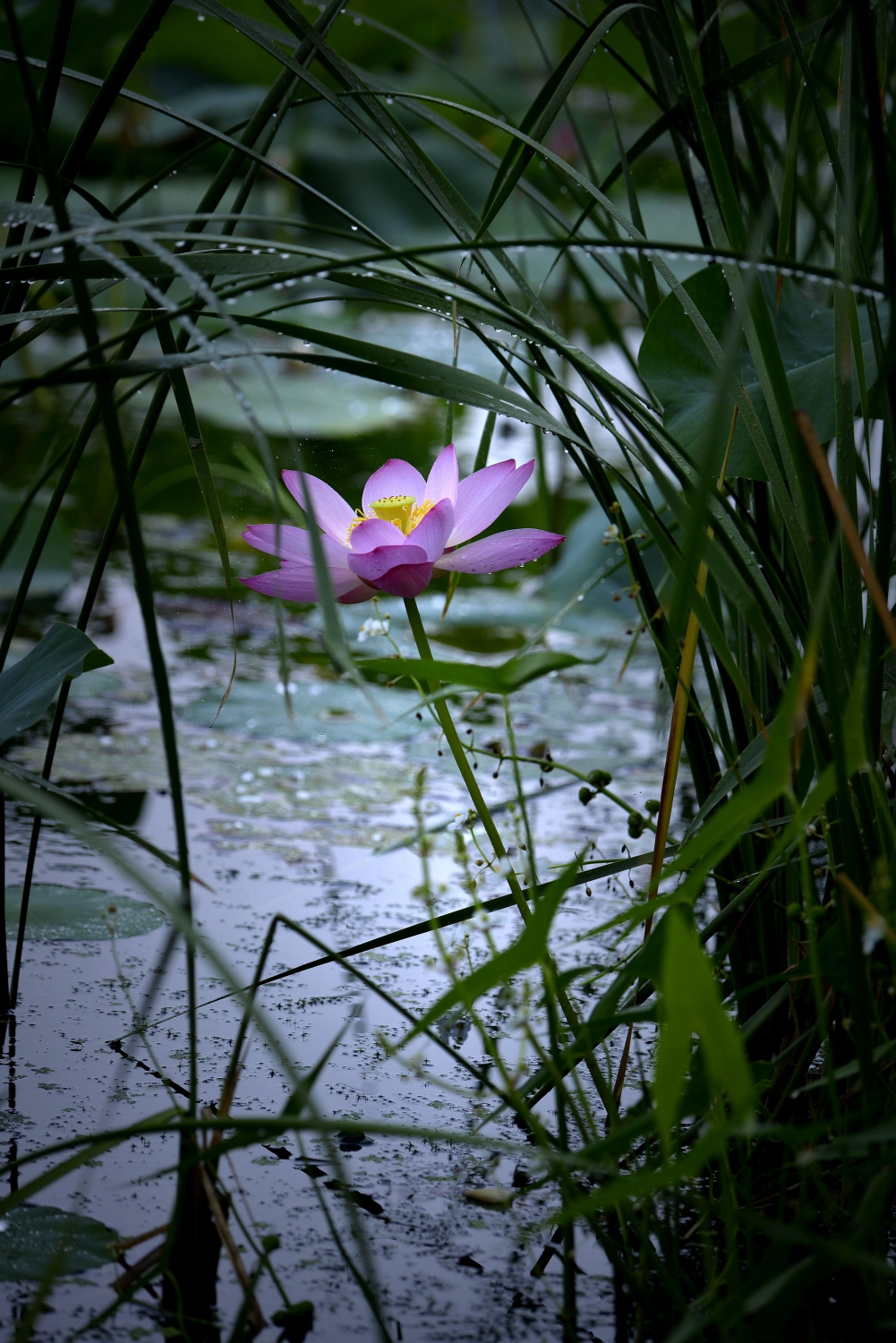 雨中荷-9