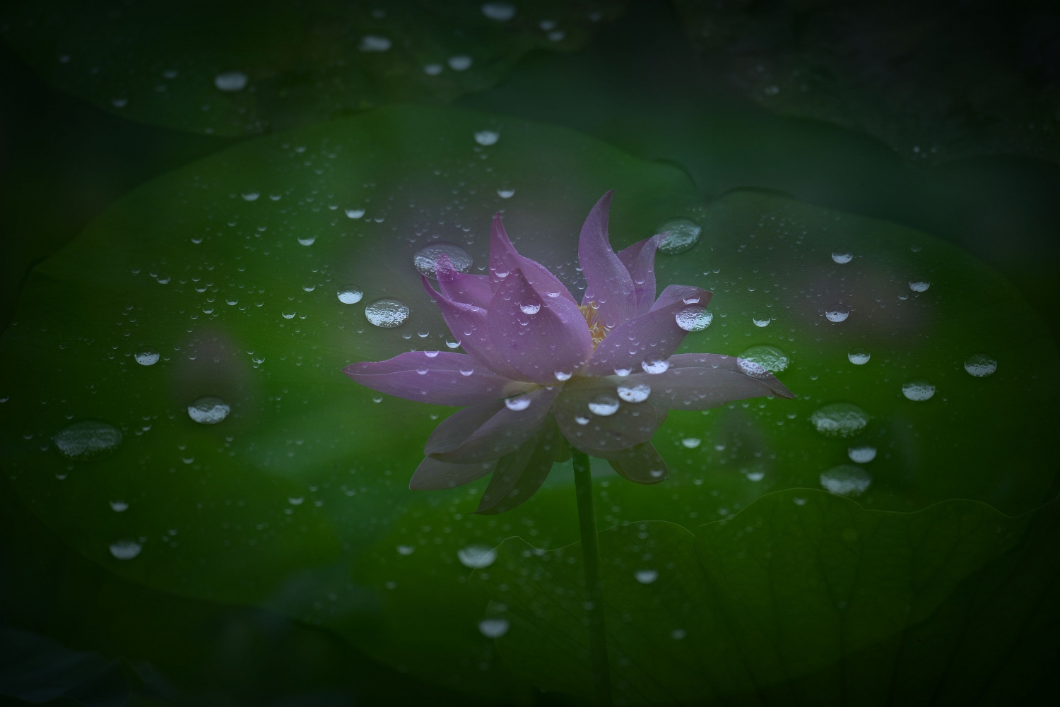 雨中荷-17