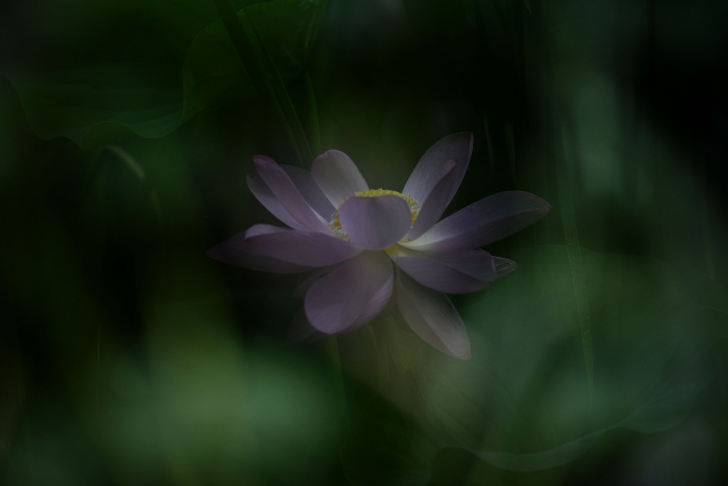 雨中荷-4