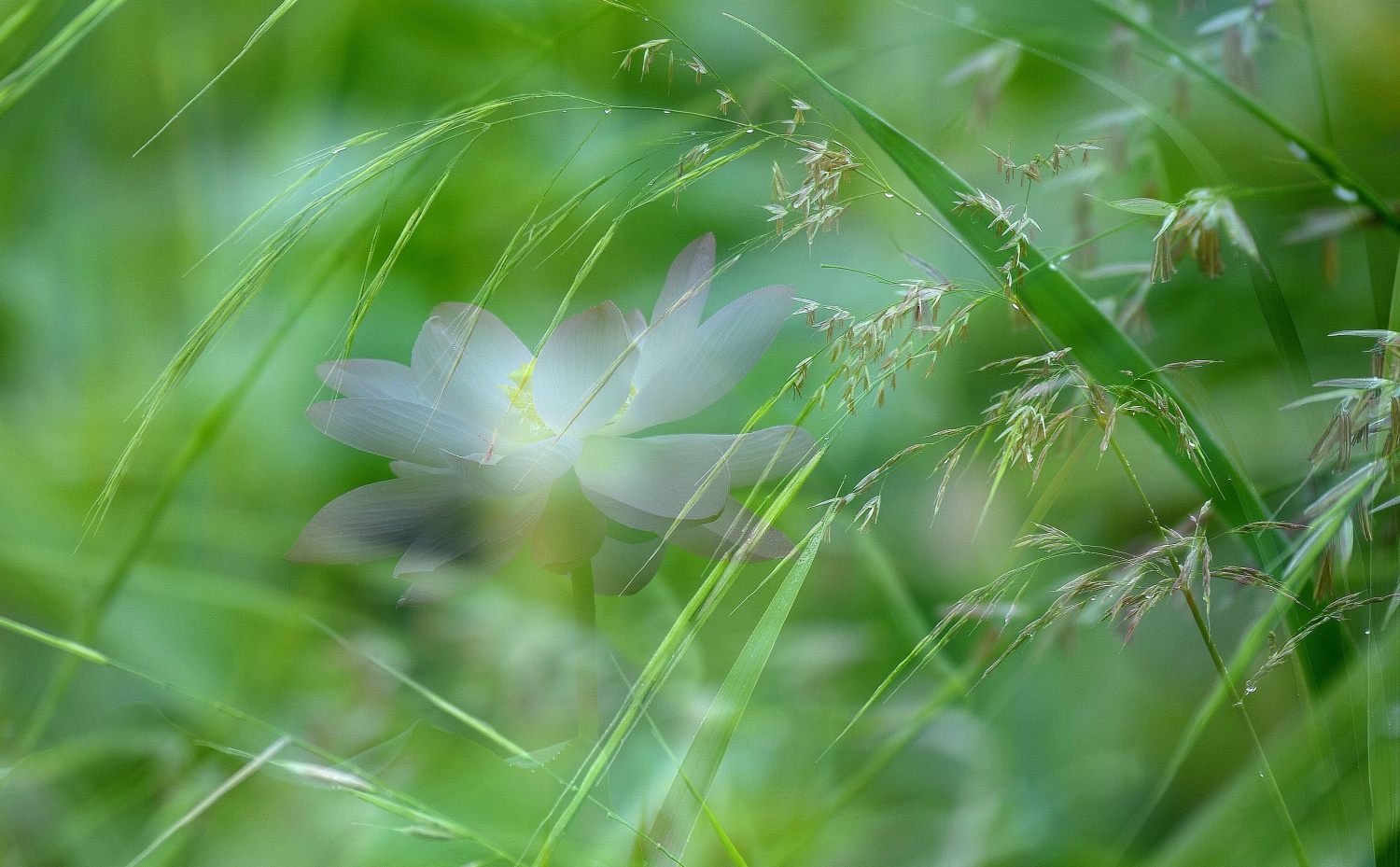 雨中荷-10